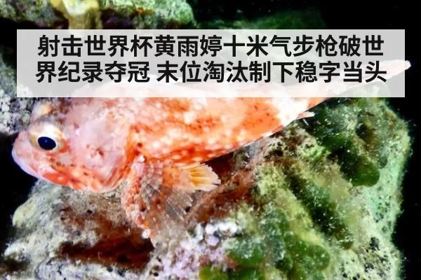 射击世界杯黄雨婷十米气步枪破世界纪录夺冠 末位淘汰制下稳字当头